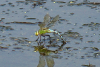 Gro�e K�nigslibelle (Weibchen bei der Eiablage)