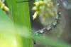 Herbst-Mosaikjungfer (Weibchen bei der Eiablage)