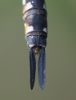 Herbst-Mosaikjungfer (Abdomenspitzen beim Weibchen)