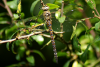 Herbst-Mosaikjungfer (Weibchen)