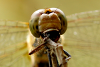 Große Heidelibelle (Weibchen)