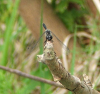 Schwarze Heidelibelle (M�nnchen)