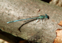 Blaue Federlibelle (Männchen)