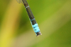 Kleine Pechlibelle (M�nnchen-hintere Abdomensegmente)
